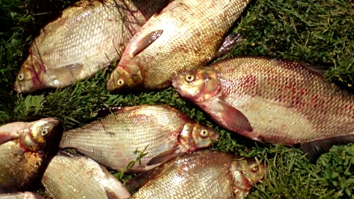 На жидкий корм поймал леща в 2 раза крупнее обычного