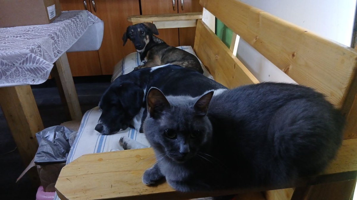 Жители служебного помещения приюта Ананда