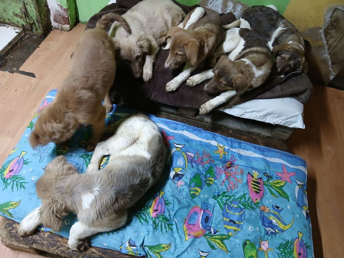 Подросшие щенки, которых спас водитель-дальнобойщик. 3 девочки и 3 мальчика, ждут любящих хозяев!