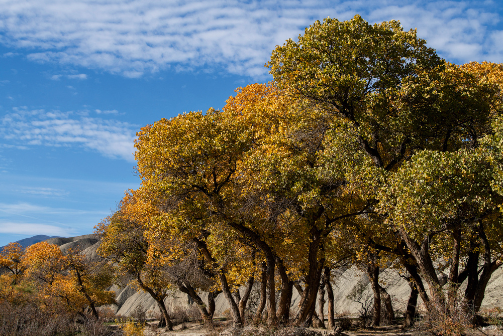 Роща евфратского тополя у дороги в село Дизавер