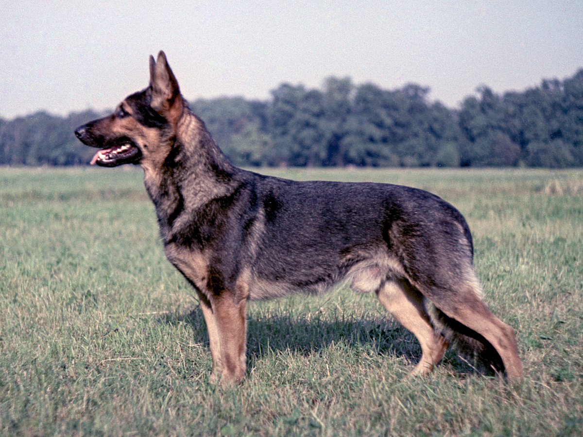 Овчарка рабочего разведения, 1953 год. Фотография: Heinz Jürgen Wolf, CC BY-SA 4.0