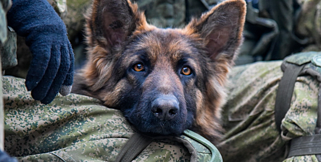 Абсолютно разные немецкие овчарки: рабочая линия и выставочный класс