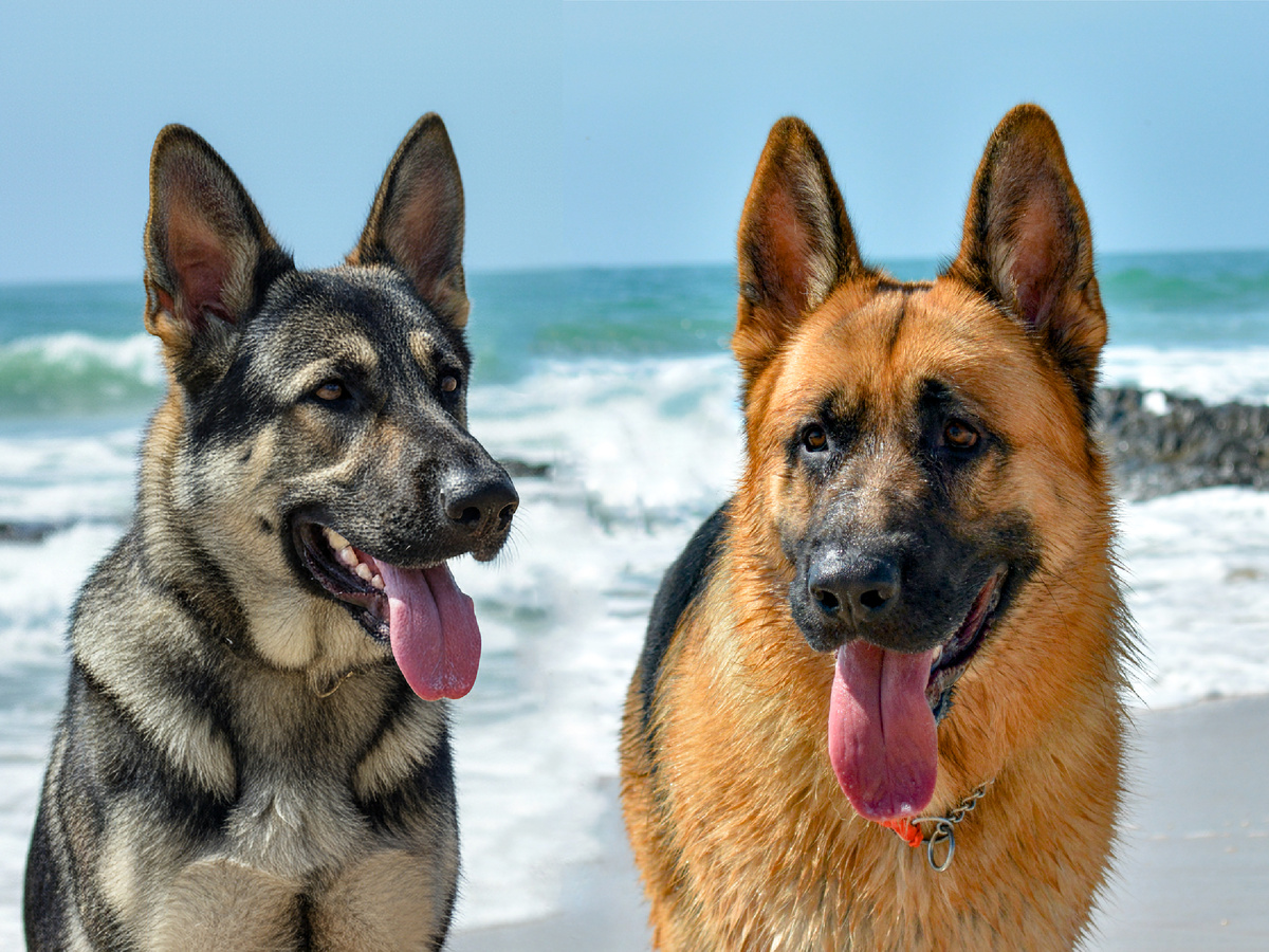 Предок современной немецкой овчарки сильно бы удивился, увидев своего потомка.﻿ Фотоколлаж: Приключения натуралиста и gomagoti, CC BY-SA 2.0