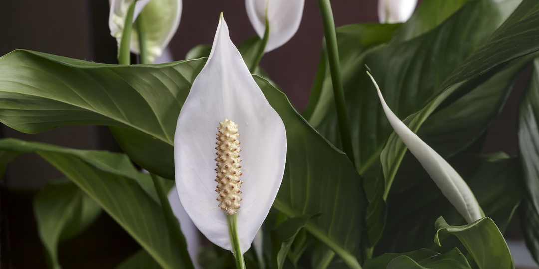 1 ложка на литр воды - и Женское счастье быстро разрастается и зацветает даже зимой