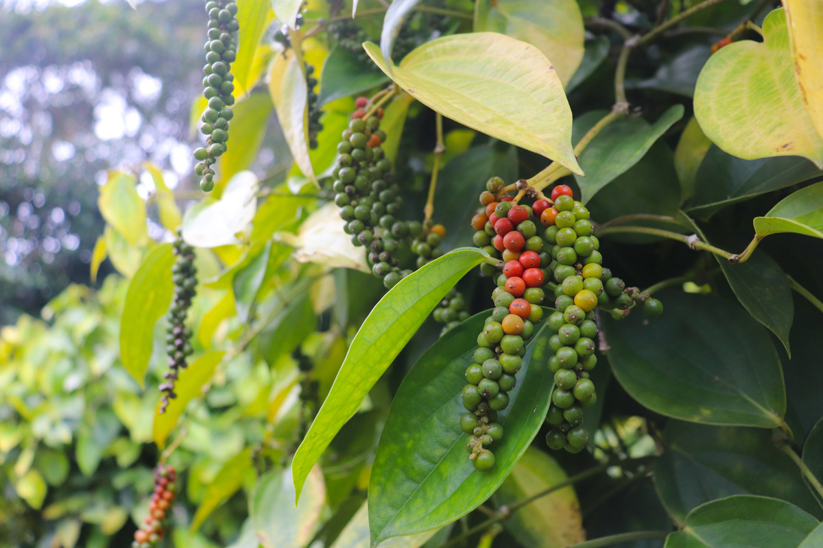    Черный перец является лианой