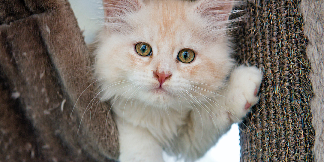 Каких людей любят кошки: 11 веских причин, почему дело не только в еде