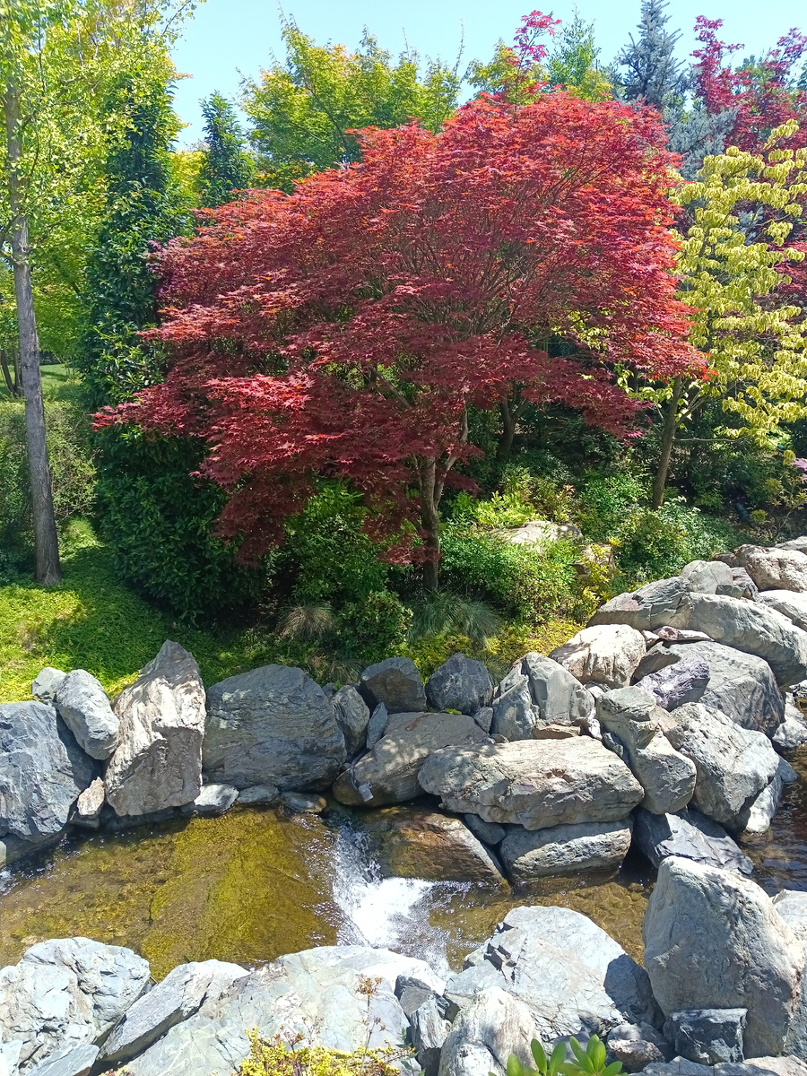 Японский сад. Фото автора
