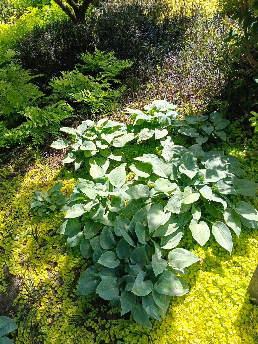 Японский сад. Фото автора