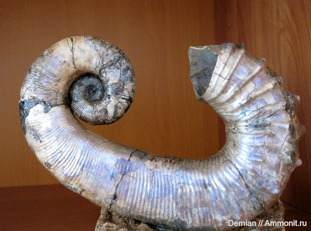 Ульяновскицерас, фото и находка Олега Дмитриева с сайта Аммонит.ру