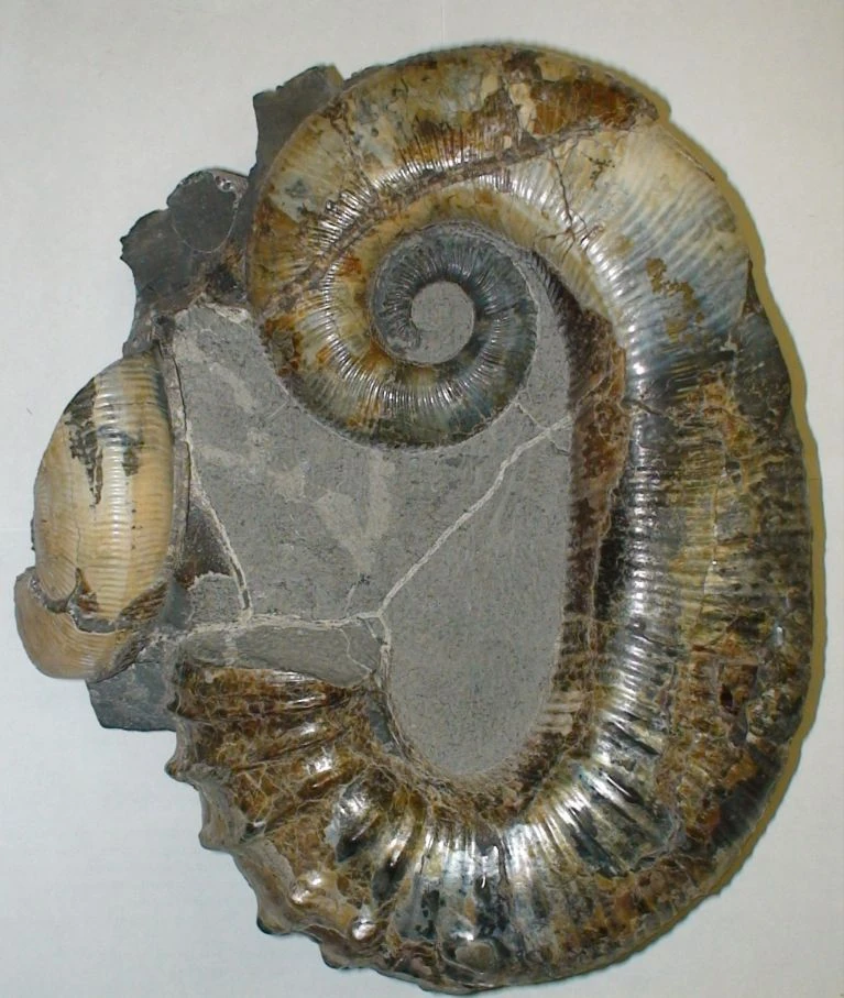 Голотип U. vyrystaykense из Ундоровского музея