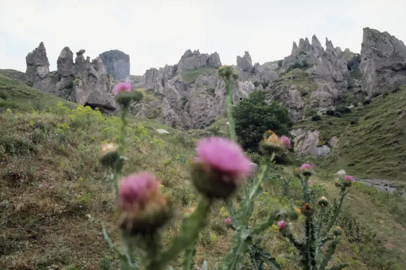  Целебная сила расторопши сосредоточена в ее семенах (плодах), которые содержат более 350 биоактивных веществ   © РИА Новости. Р. Мангасарян