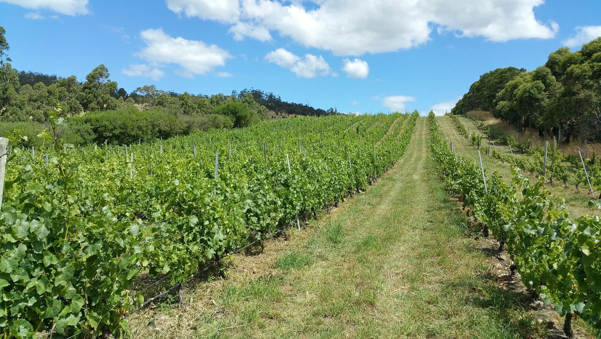 Виноградник хозяйства Charles Reuben Estate в районе Tea Tree. Coal River Valley, Тасмания, Австралия