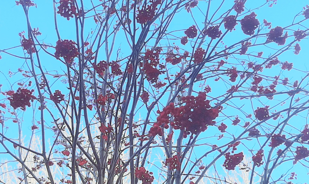 Холодрыга..., а небо голубое и рябина красуется...так и у нас среди холодных октябрьских дней теплые и добрые плюсы.