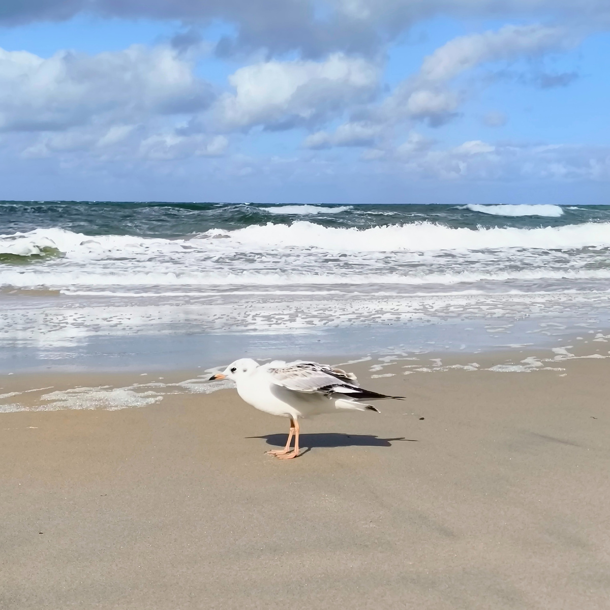 Зеленоградская атмосфера Балтики