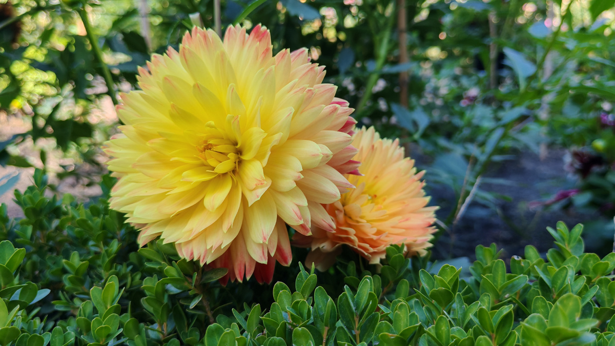 Георгины в Королевском Ботаническом саду. Мадрид