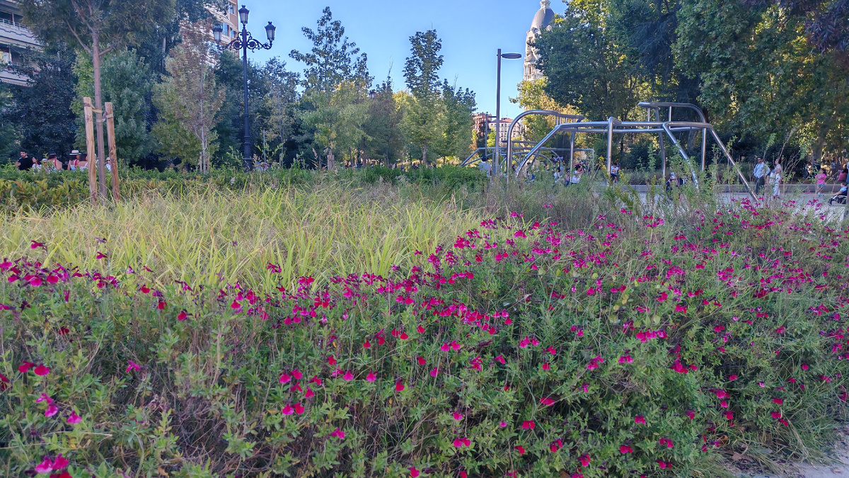 Разнотравье в городе. Злаки и ароматравы. Экоурбанизм