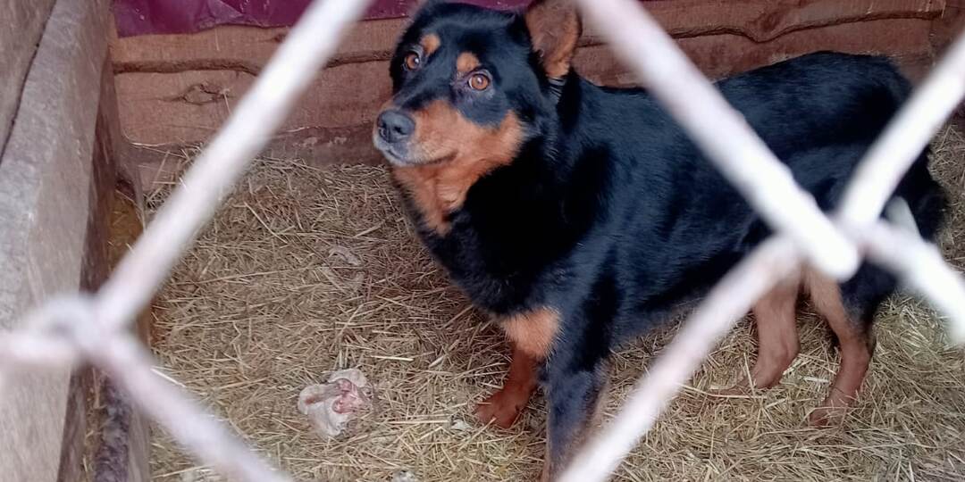 Наши воскресные новости - приют с 3000 хвостиков каждый день нуждается в вашей помощи!