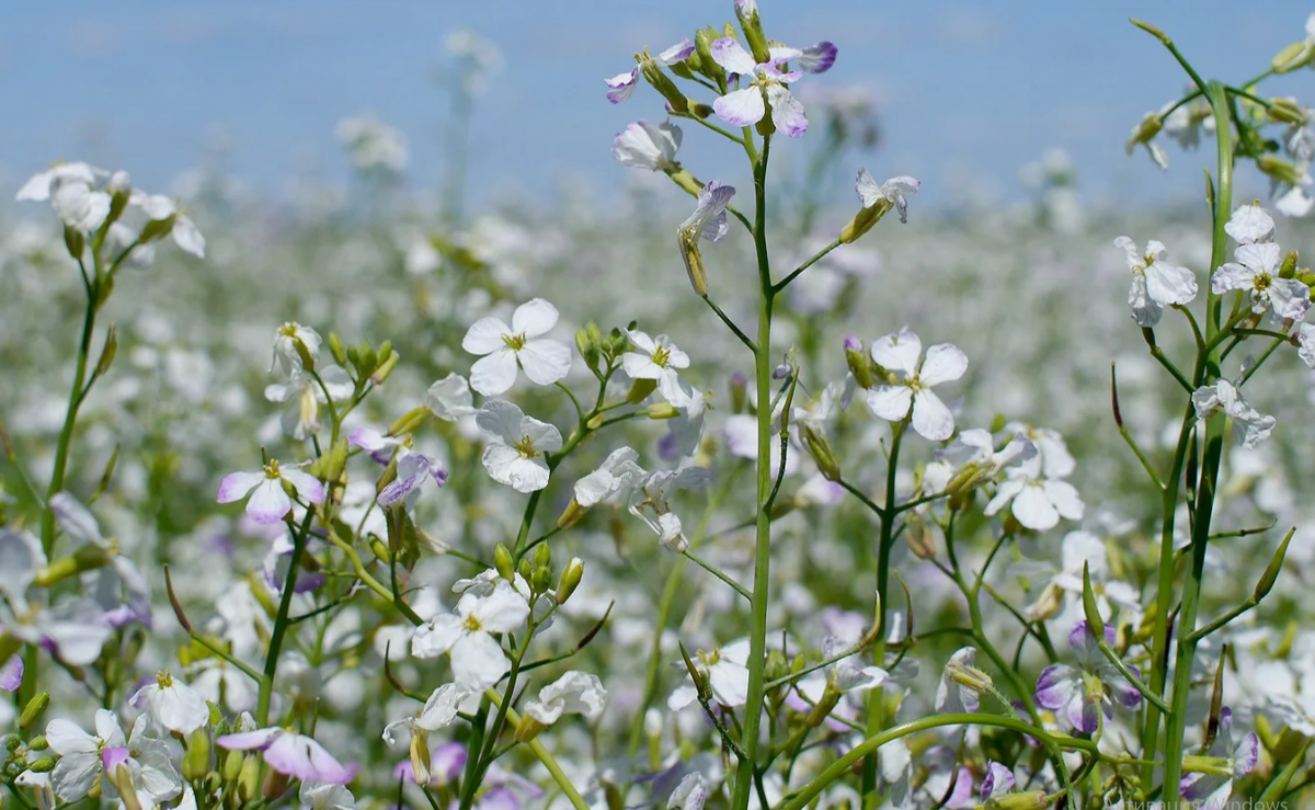 Редька масличная 
