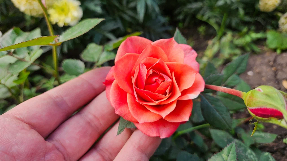 Кто не верит, что это она - смотрите вторую фотографию