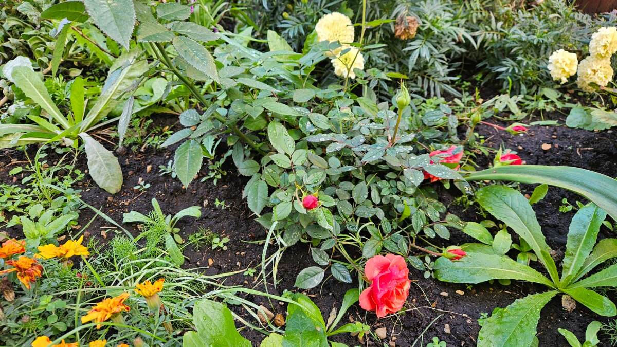 Вот она же на клумбе