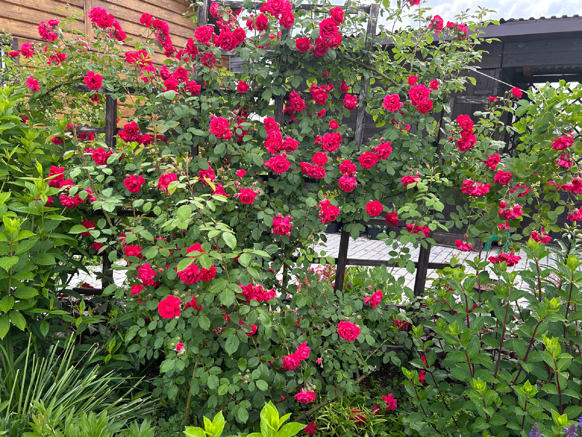 Цветение розы Фламентанц 2025. Фото Мой второй сад. 