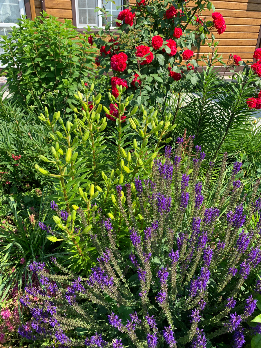 Молодая Фламентанц 2021. Фото Мой второй сад.