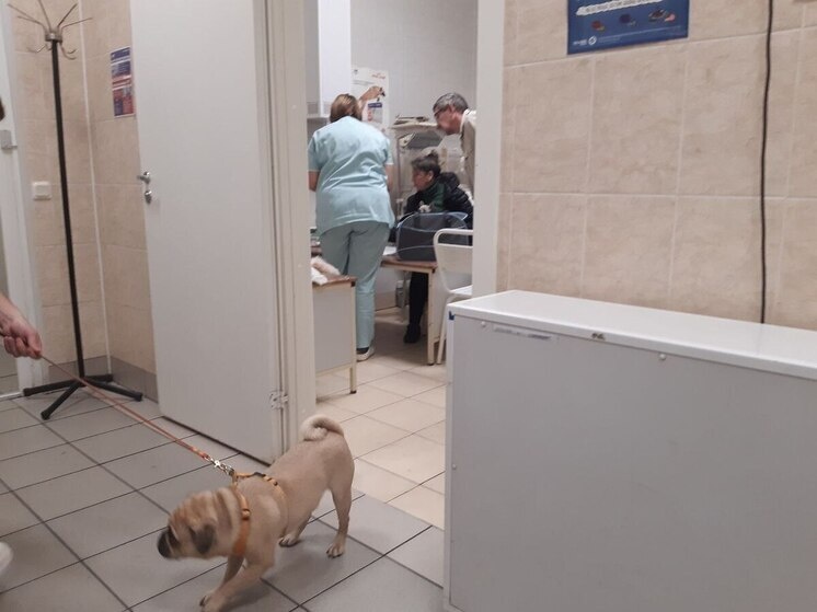     Вторая медаль — за эффективное проведение мероприятий по борьбе с бешенством среди животных. Фото: Архив МК в Великом Новгороде