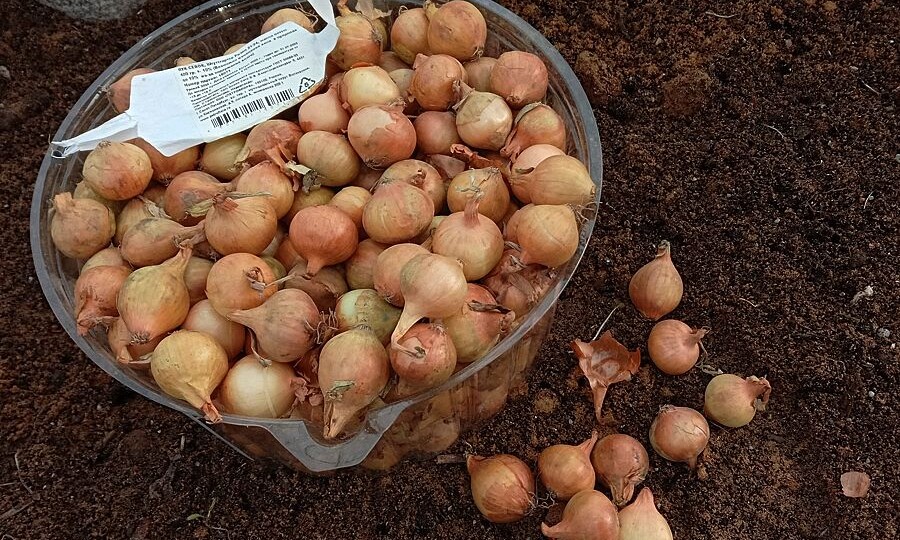 Лук под зиму — пошаговая инструкция, сроки и сорта для крупной головки