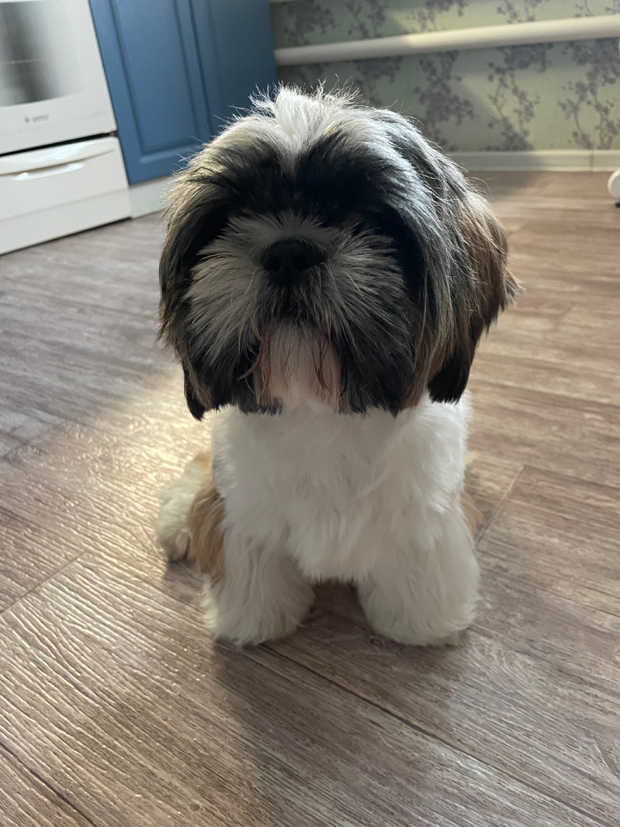 Помощничек мой:) Знали бы Вы как он умеет подметать пол своей бородкой 😂