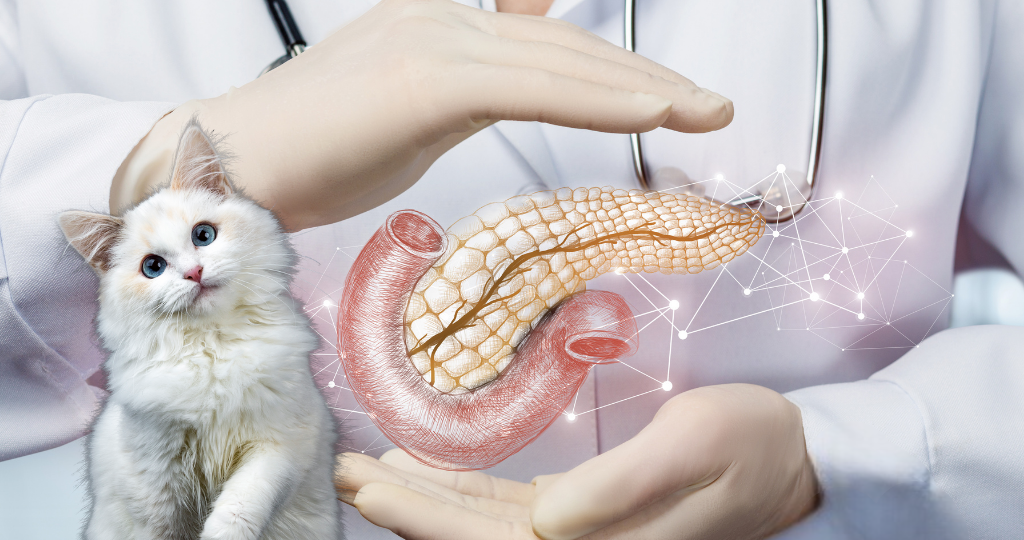 ПАНКРЕАТИТ У КОШЕК: ЧТО НУЖНО ЗНАТЬ ВЛАДЕЛЬЦУ