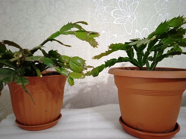 Что важно для декабриста, чтобы появились бутоны: прохлада, удобрения или откручивать 1 сегмент летом