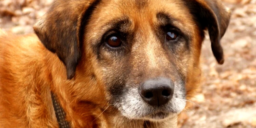 Он выл каждую ночь. Причина заставила плакать весь подъезд