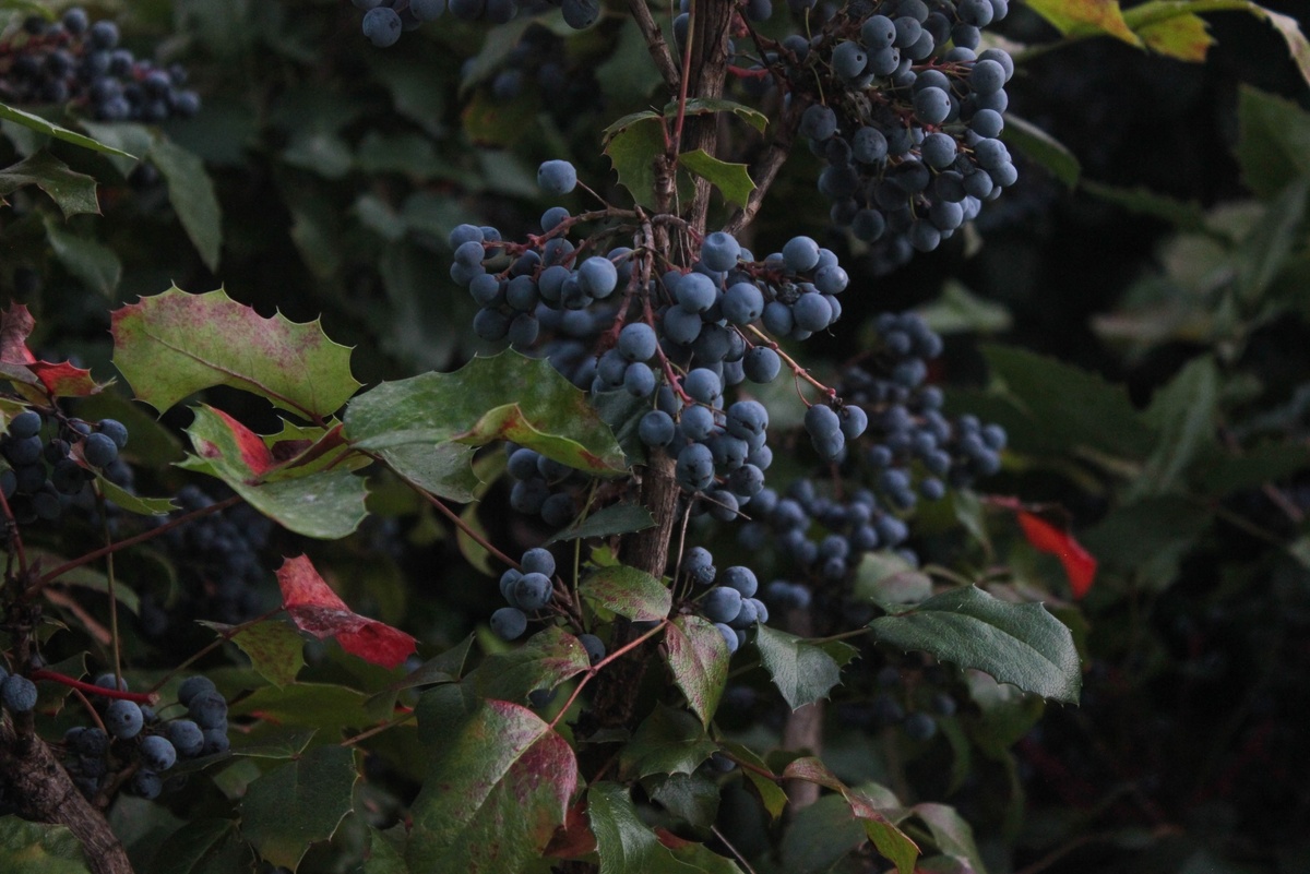 Меланхолия Беллерофона, рождение жизнеспособного ребёнка на седьмом месяце беременности тоже отголоски мифологии.