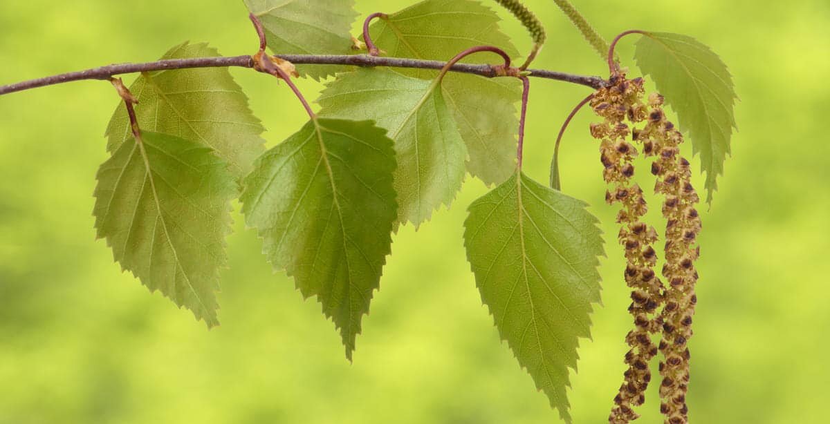    Веточка с листьями березы и цветущей пыльцой / © filmfoto, istock