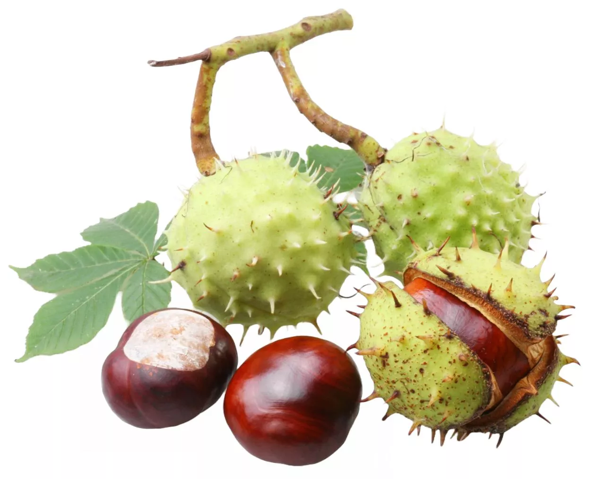 Так выглядит несъедобный конский каштан. У него красивые гладкие плоды округлой формы, однако в пищу их употреблять не стоит. Они подойдут для осенних поделок.