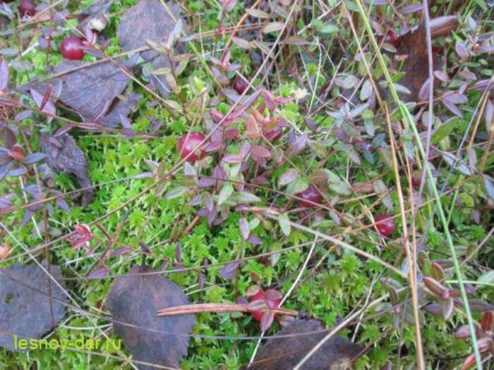 Клюква болотная, или обыкновенная (фото с блога "Лесная кладовая")