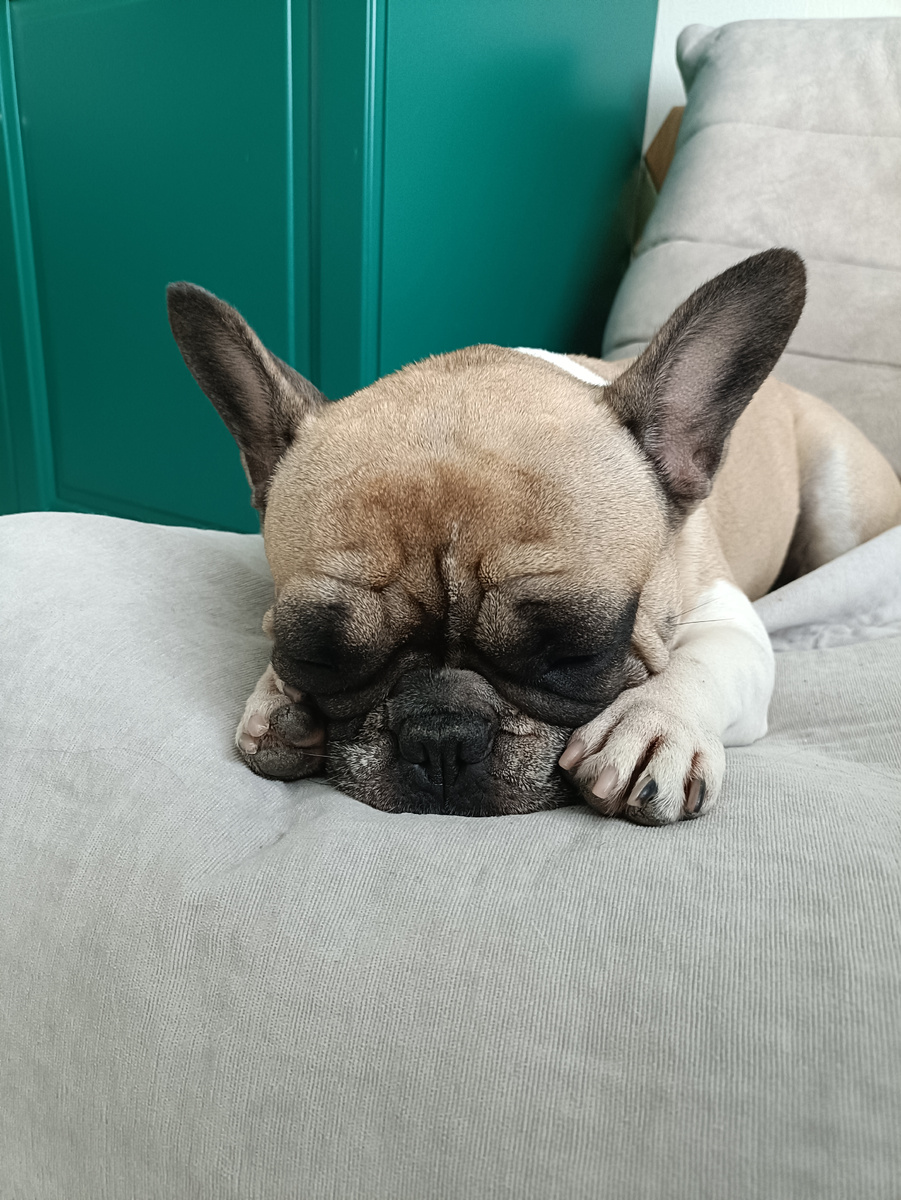 Как она там одна? Никто ей пузик на ночь не почешет🥺 И мне как-то спокойнее, когда она под боком