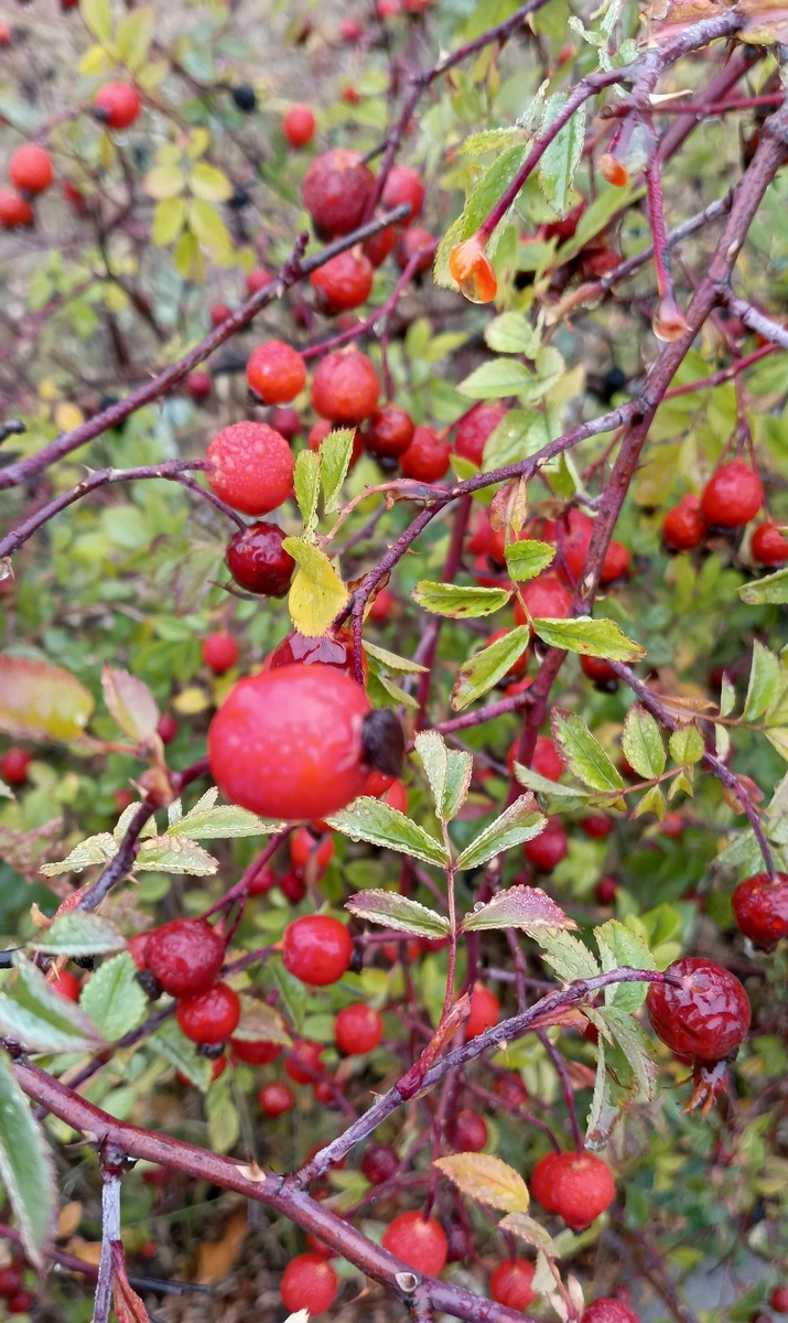 Шиповник под дождем