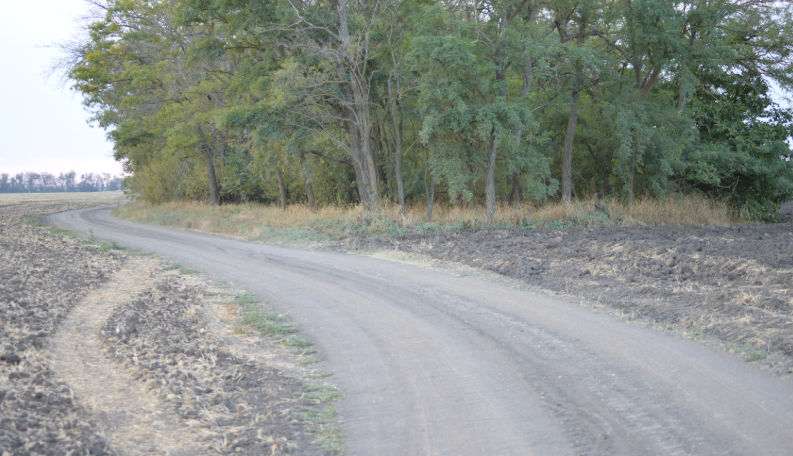 Фото автора. Полевая дорога на полях агрофирмы.