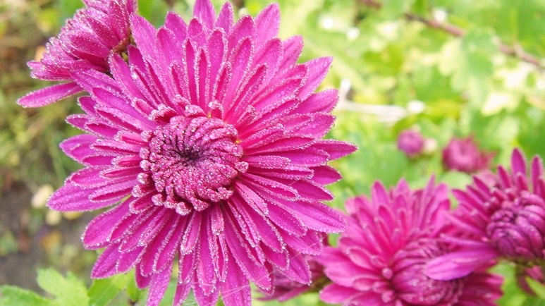 Крепкие астры после зимнего посева