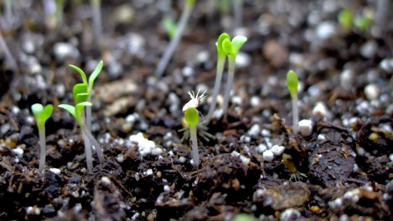 Густые дружные всходы астр в конце мая - результат октябрьского посева