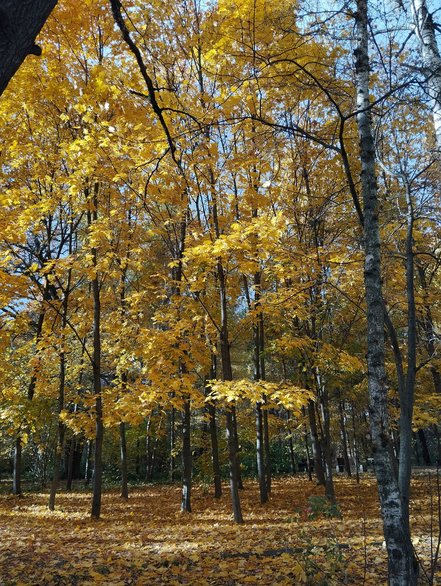 12.10.2025 г, воскресенье. Семейная прогулка в Лианозовском парке. Фото автора, ЗДЕСЬ и далее.