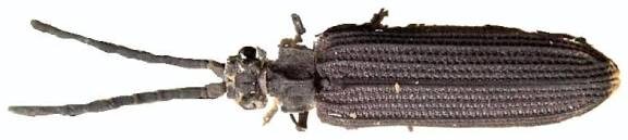 Современный представитель архостемат – лакомка бороздчатый.