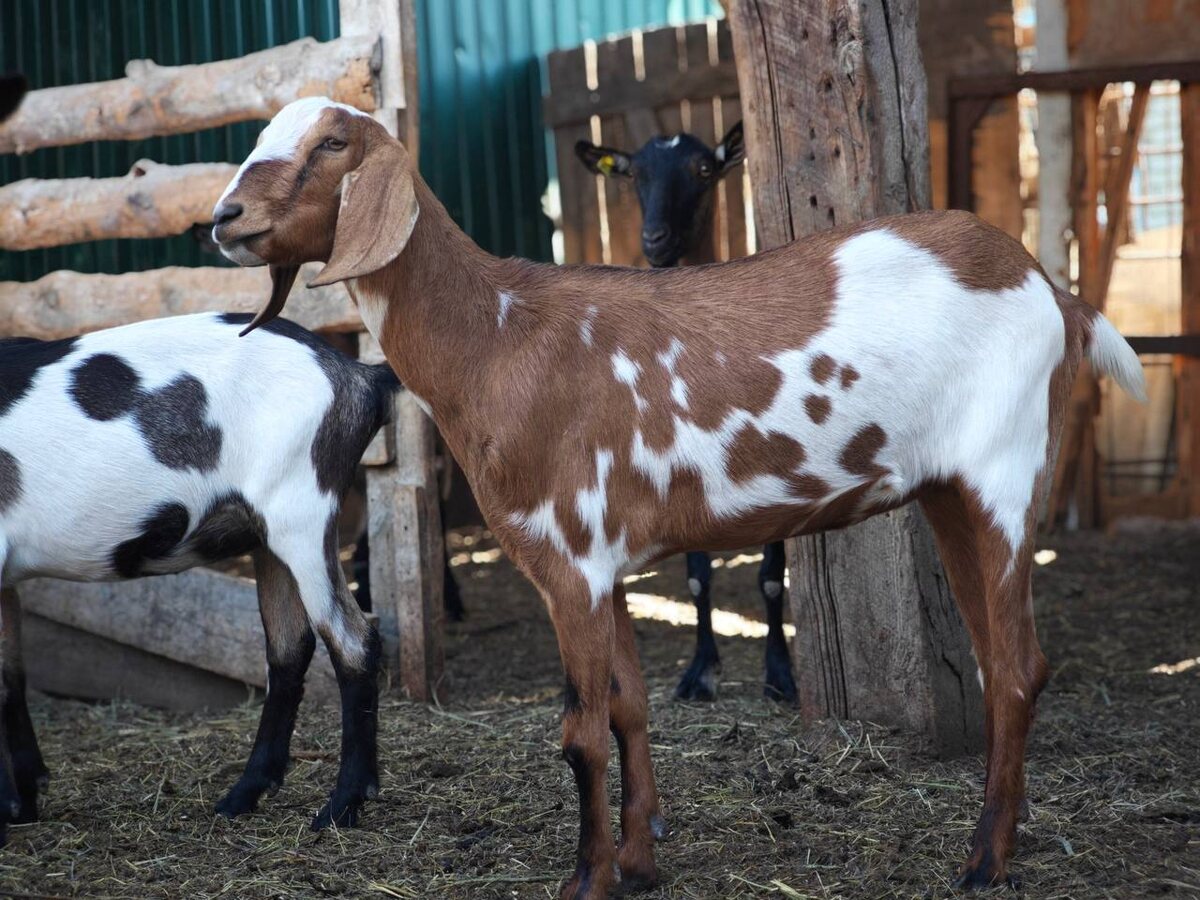 Красавица Ракша