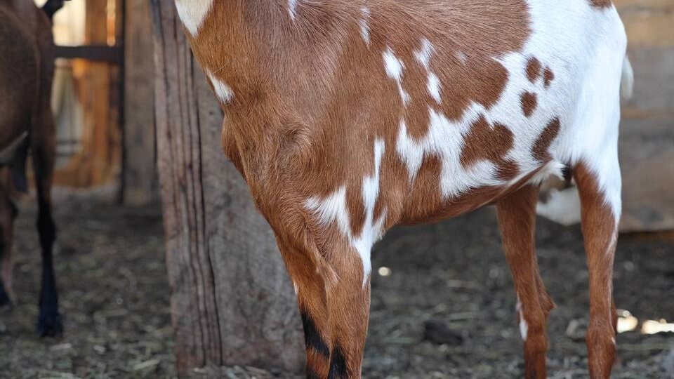 Сокращение коз в хозяйстве 🐐🐐🐐