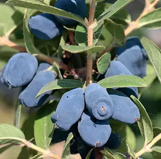 Крупные ягоды жимолости: секрет в осенней обрезке