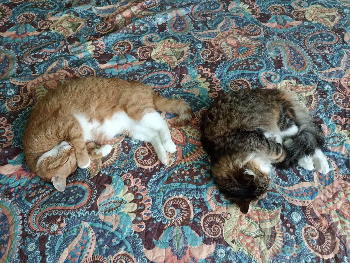 Две креветки после тайфуна