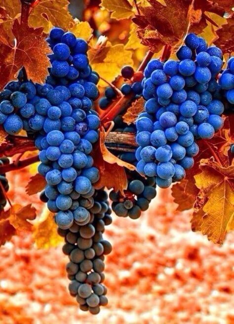 Виноград осенью