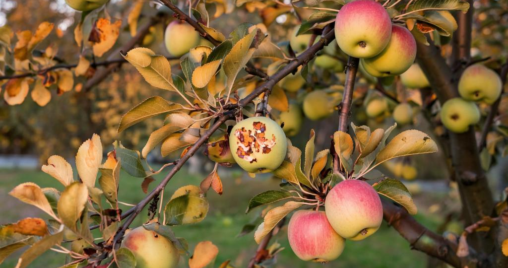 Коварный недуг: почему яблоки и груши гниют прямо на дереве и как это остановить