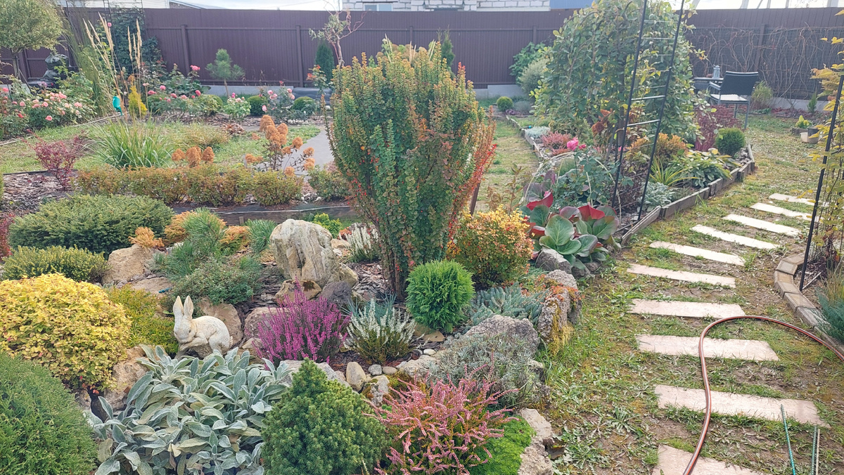 Барбарис Эректа с зелёного в красный